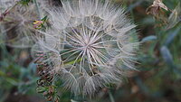 Wildblume ähnlich einer Pusteblume auf einer Wiese