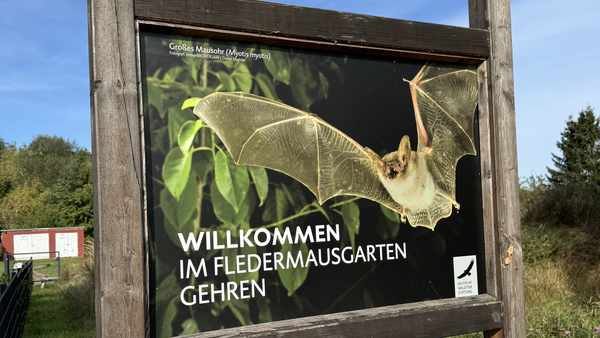 großes Hinweisschild aus Holz mit einer Großaufnahme einer Fledermaus der Art Großes Mausohr. Dazu die Aufschrift Willkommen im Fledermausgarten Gehren. 