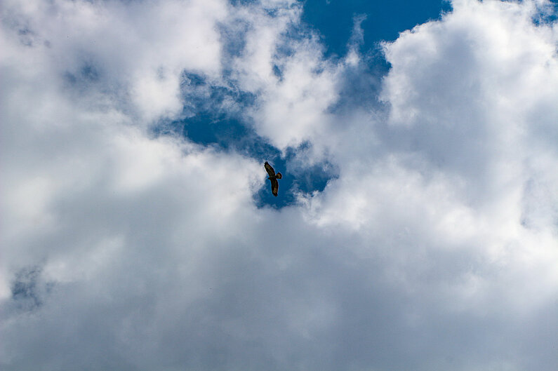 Raubvogel fliegt am wolkenbedeckten Himmel