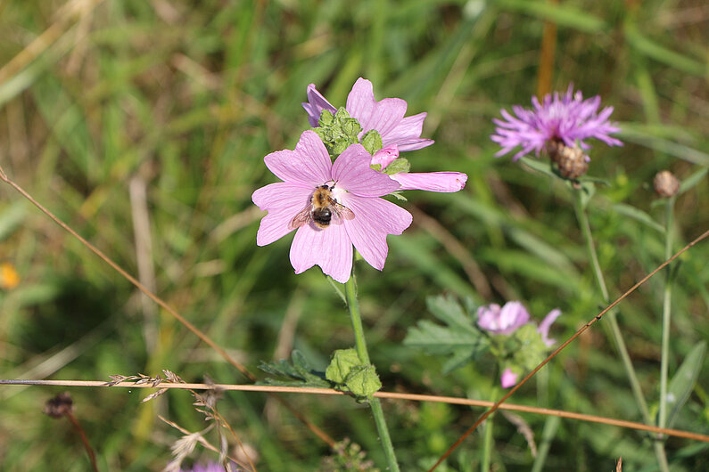 Biene auf einem hell-lila Blümchen auf der Wiese