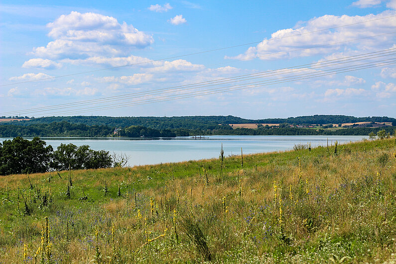 Blick über die Blühwiese mit Gräsern und Blumen. Im Hintergrund die Lieps.