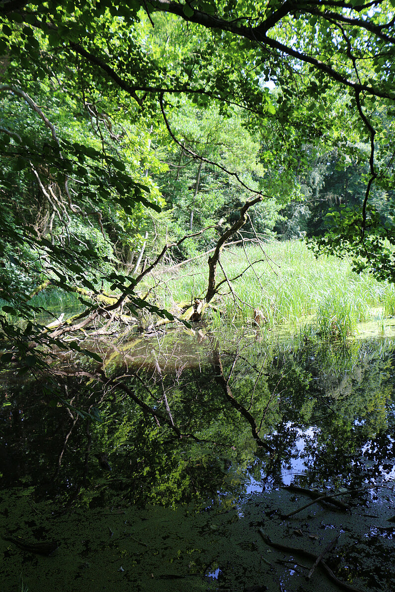 Blick auf einen baumbewachsenen sumpfigen Teil des Naturschutzgebietes