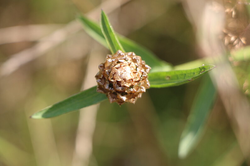 unbekannte kleine Blume